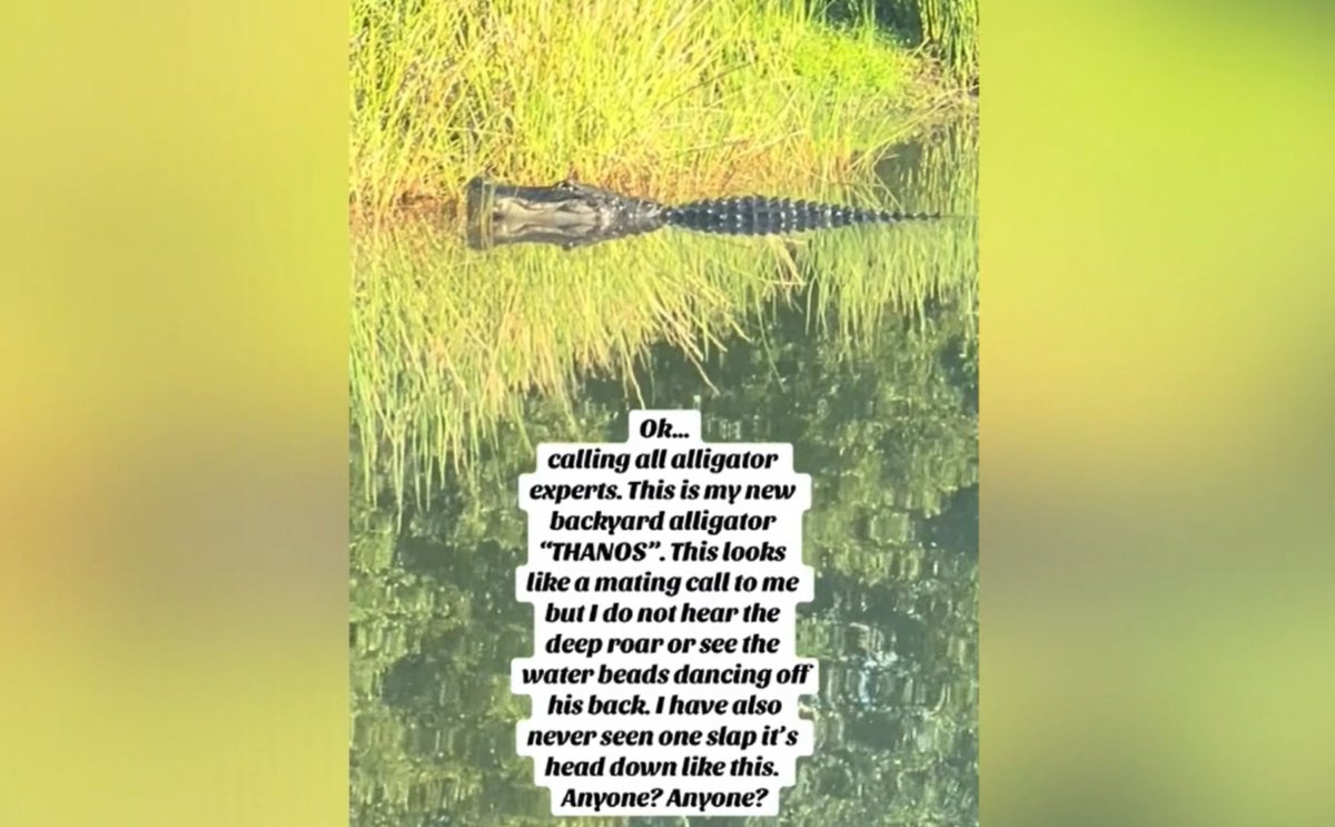Alligator in Florida backyard.