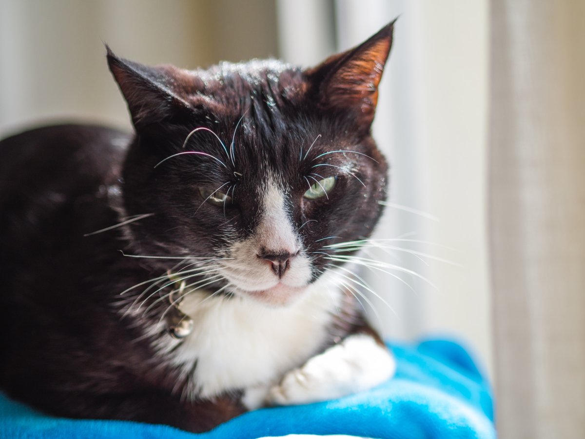 A Black Cat Looks Into Camera