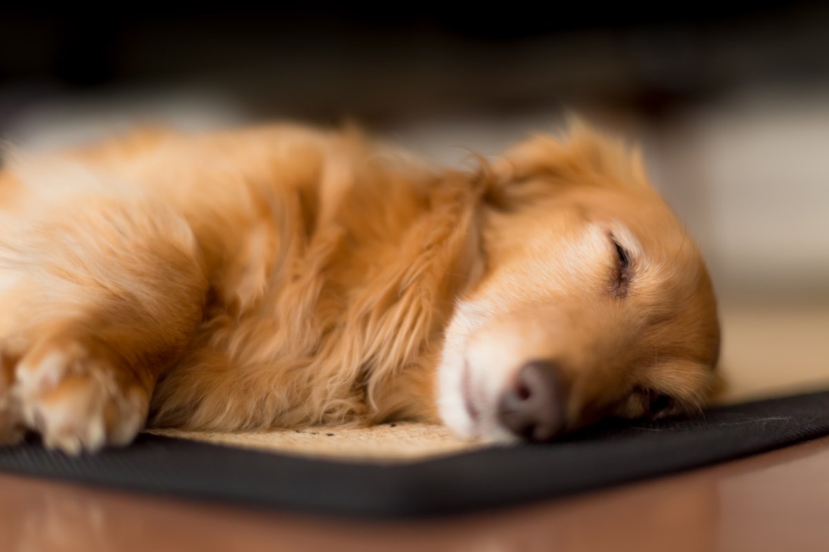 dog's hair after nap