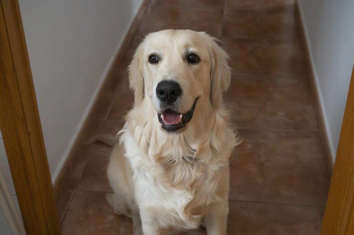 A Golden Retriever Waits By A Room