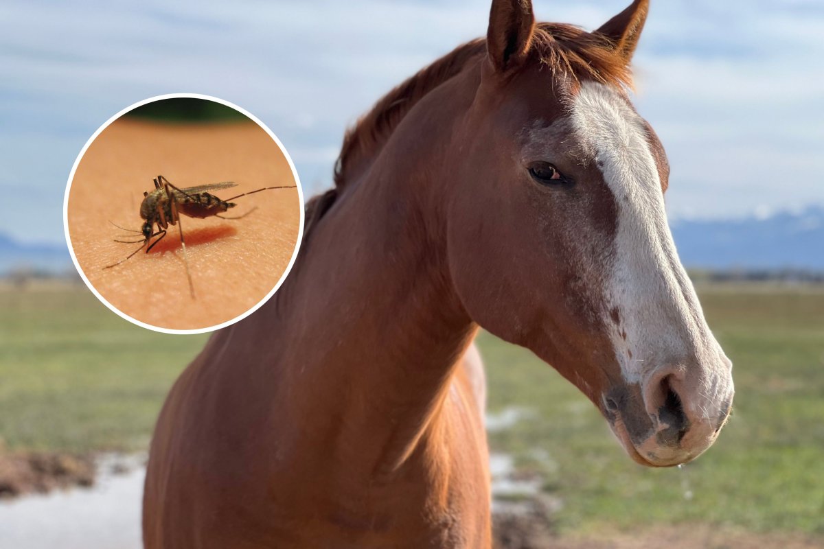 horse and mosquito