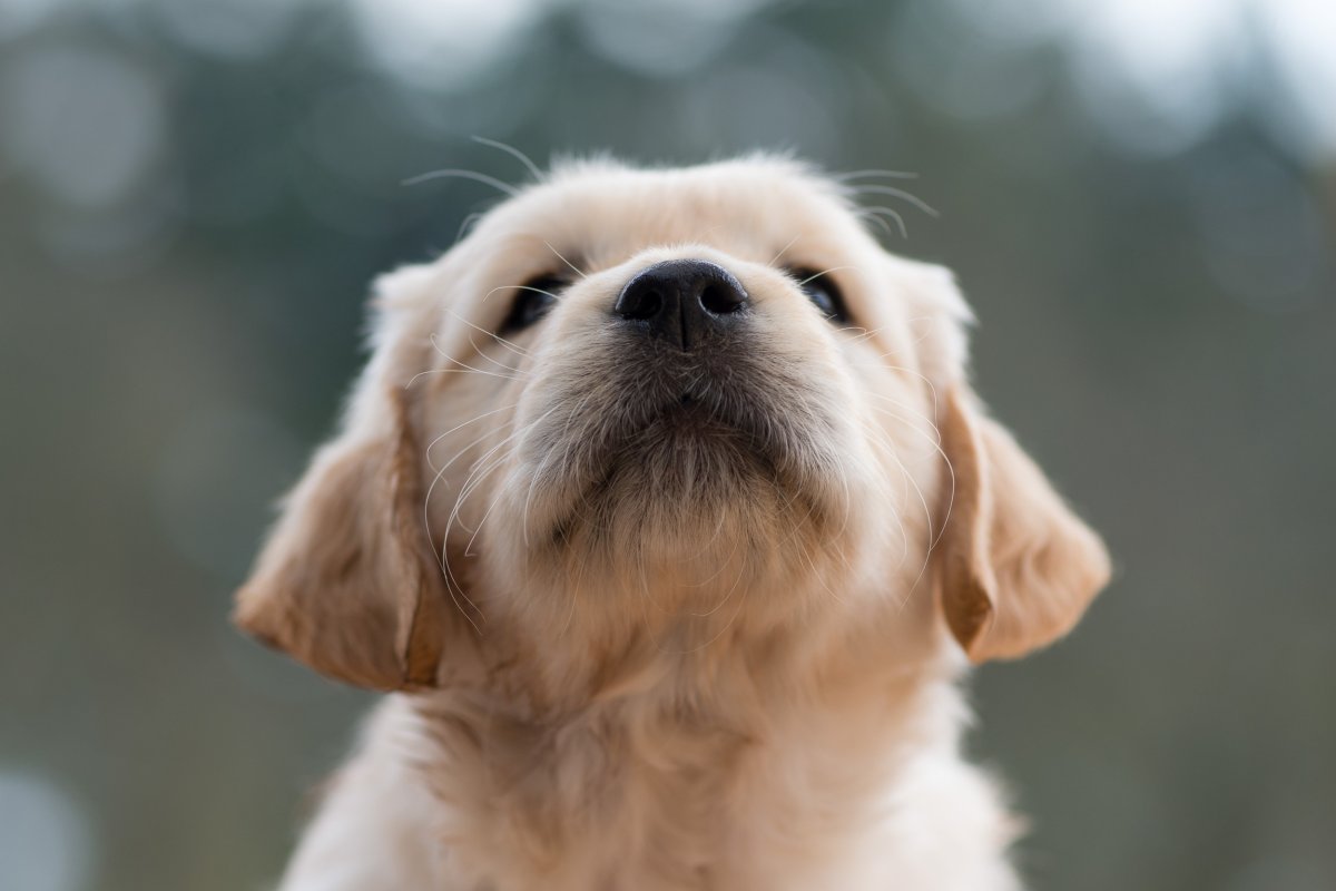 sassy pup talks back