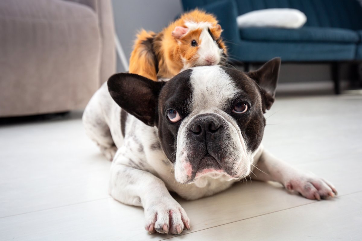 Stock photo of guinea pig and dog.
