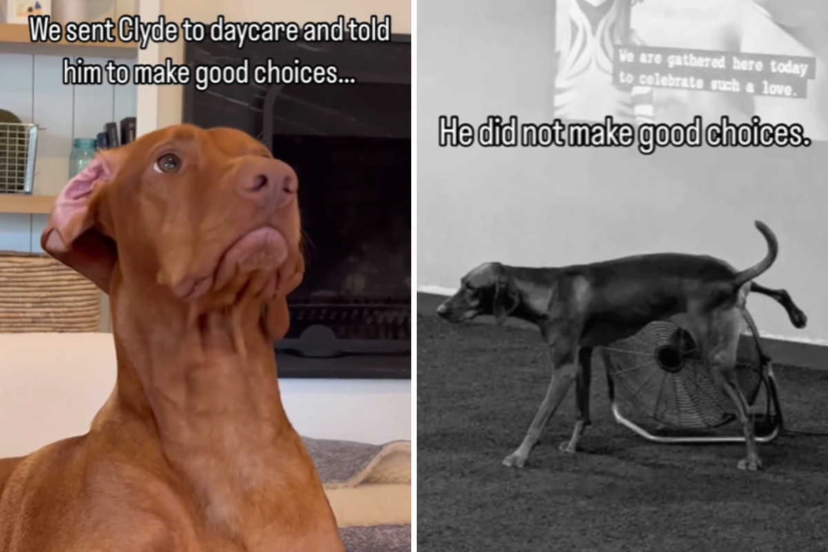 Vizsla bad behavior at daycare