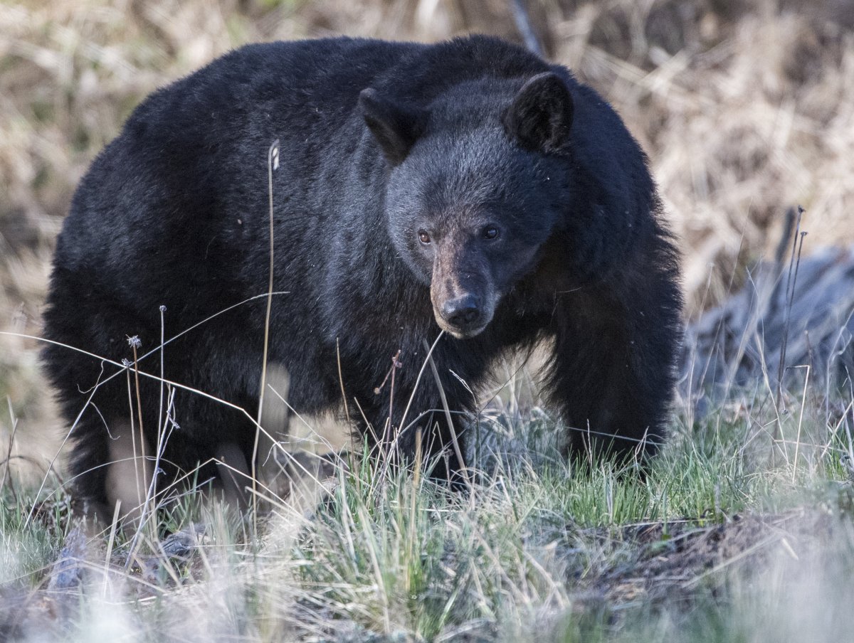 Black Bear