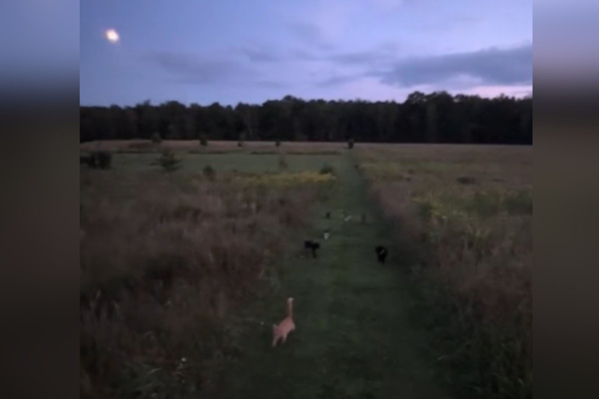Cat walk