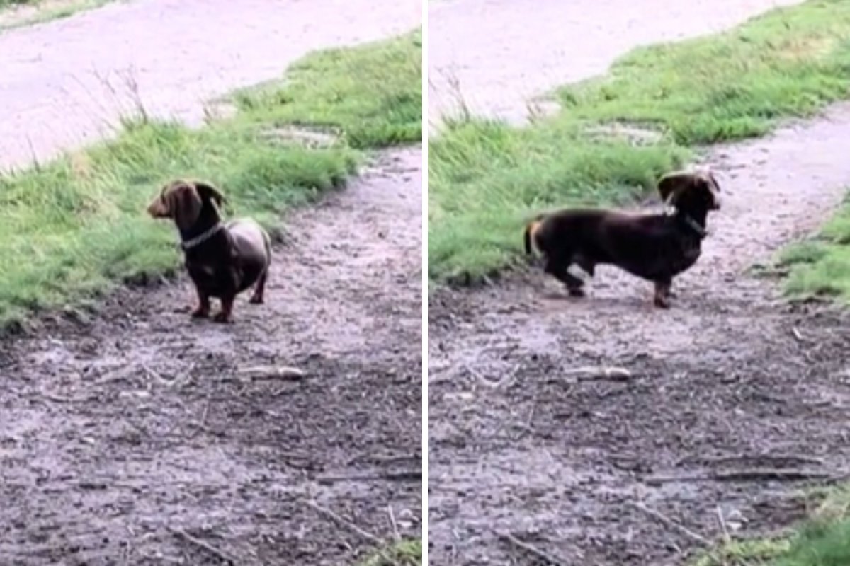 Dachshund searchers for owner