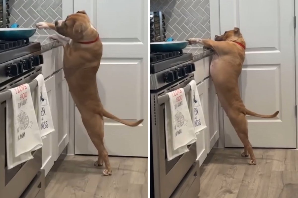 Dog tries getting peanut butter