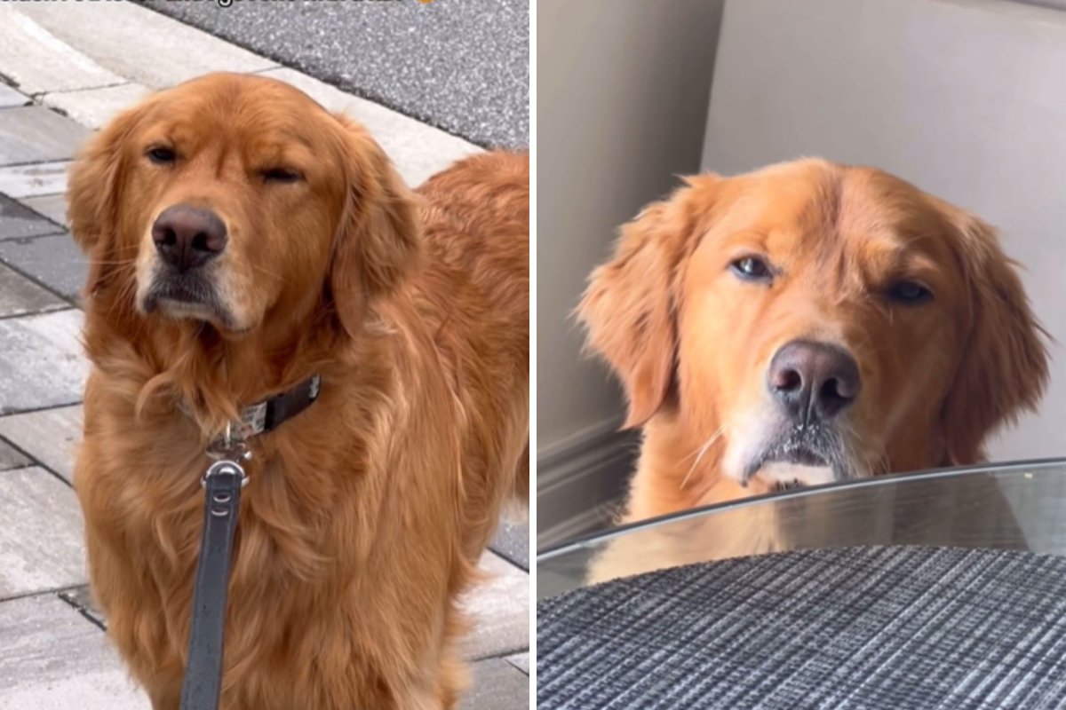 Golden retriever's