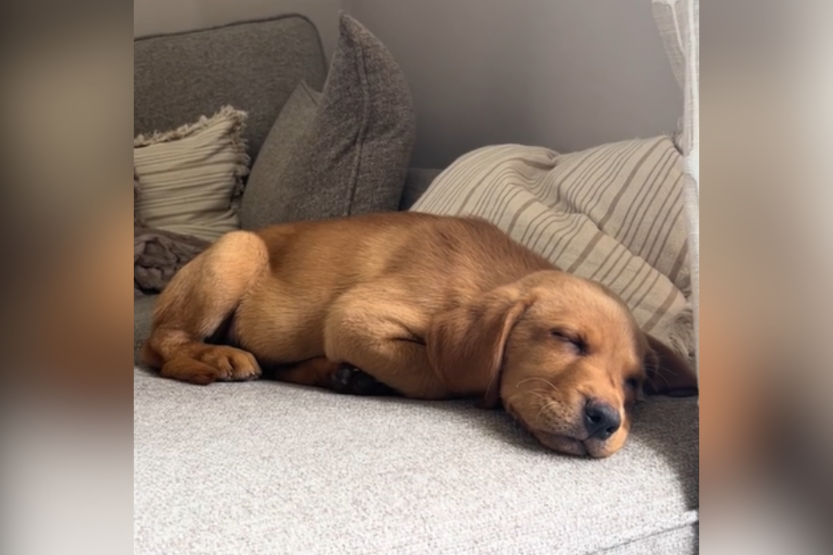 Hugo