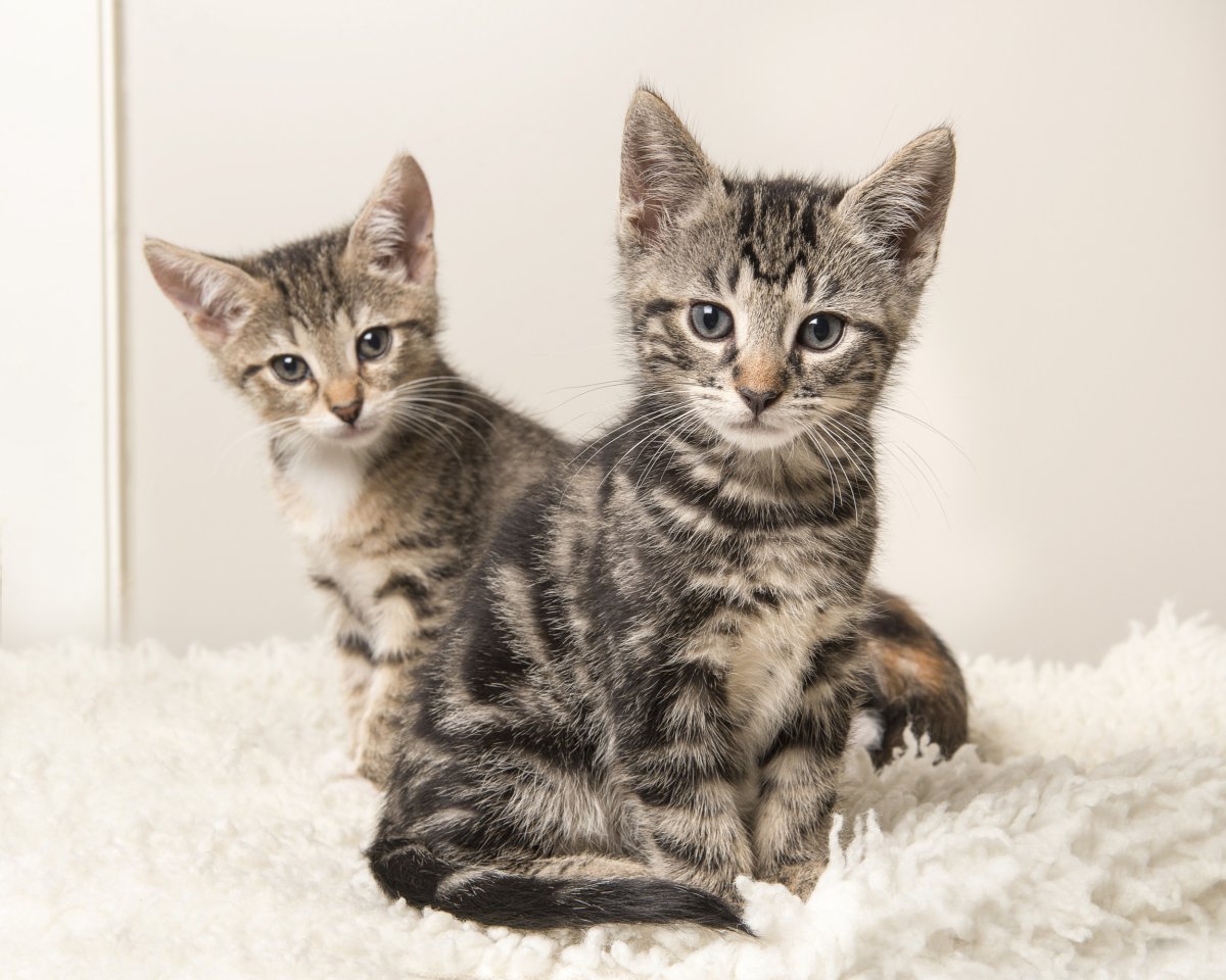 kittens reunited