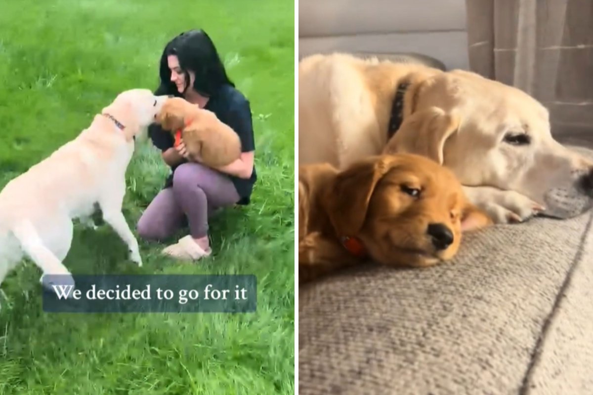 Labrador with golden retriever puppy