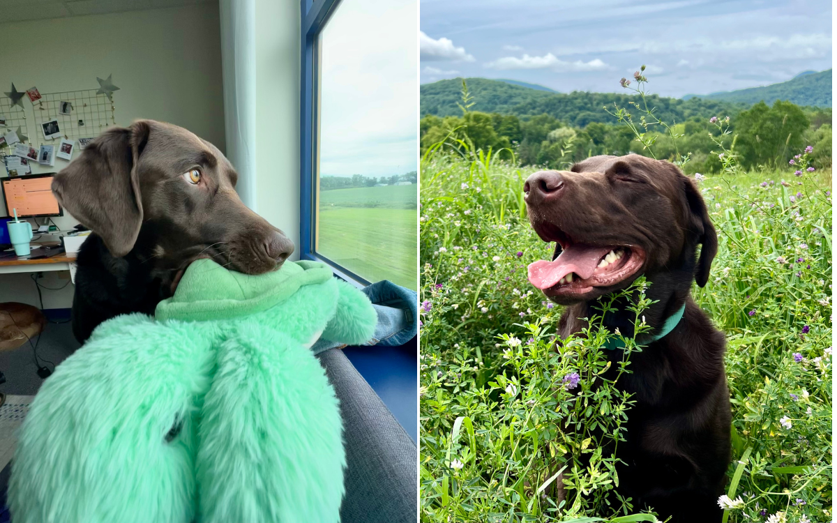 Porter the rescue dog at home.