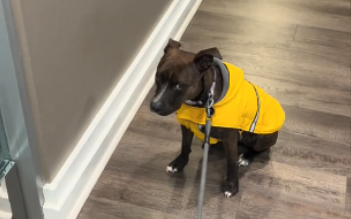Sol the rescue dog.