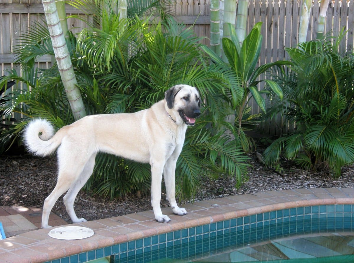 Hilarious Reason Why Guard Dog Always Has To Take ‘Detour’ on Walk Delights