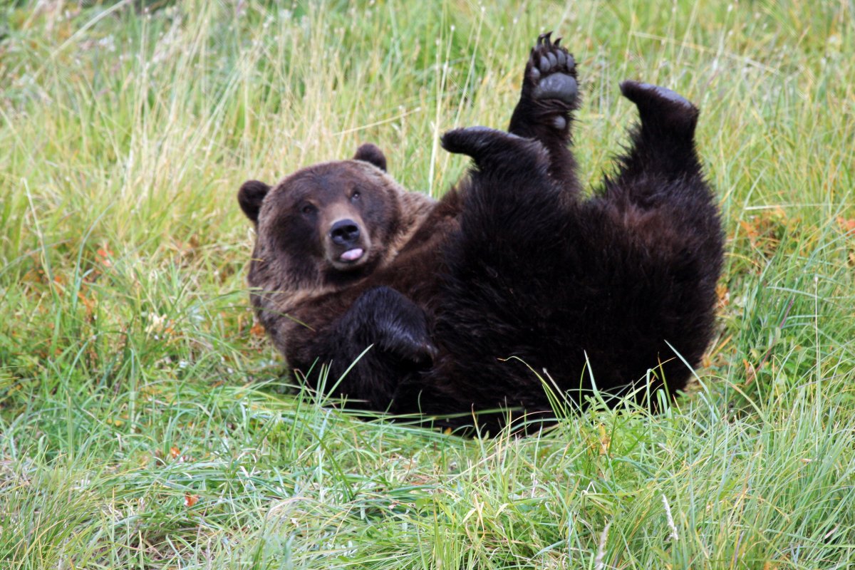 Bear caught on Camera Trying To Get Onto a Hammock—It Doesn’t End Well