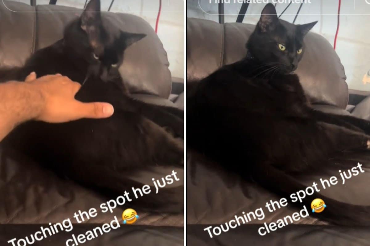 Cat’s Reaction as Owner Betrays His Cleanliness Viewed by 8 Million