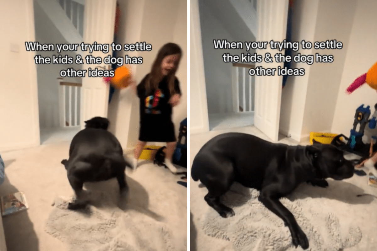 Mom Tries To Do Nighttime Routine With Kids, Cane Corso Has Other Ideas