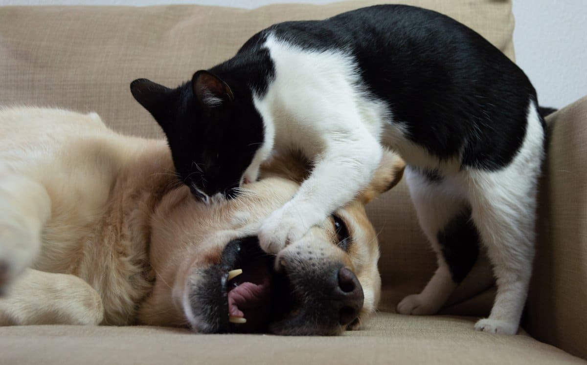 Tears at Cat’s Reaction to Being Reunited With Sibling Dog After 9 Days