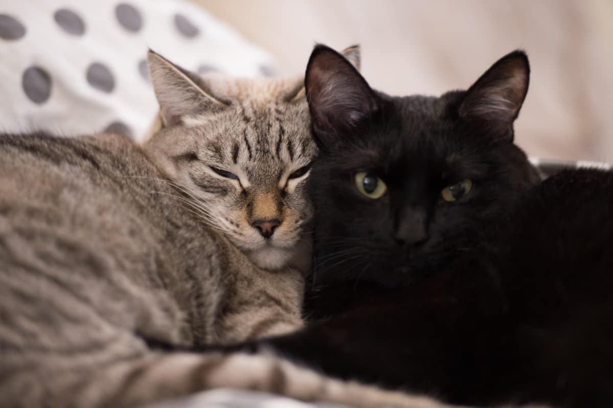 Cat Reunited With Brother She’d Never Spent ‘Single Hour’ From Melts Hearts