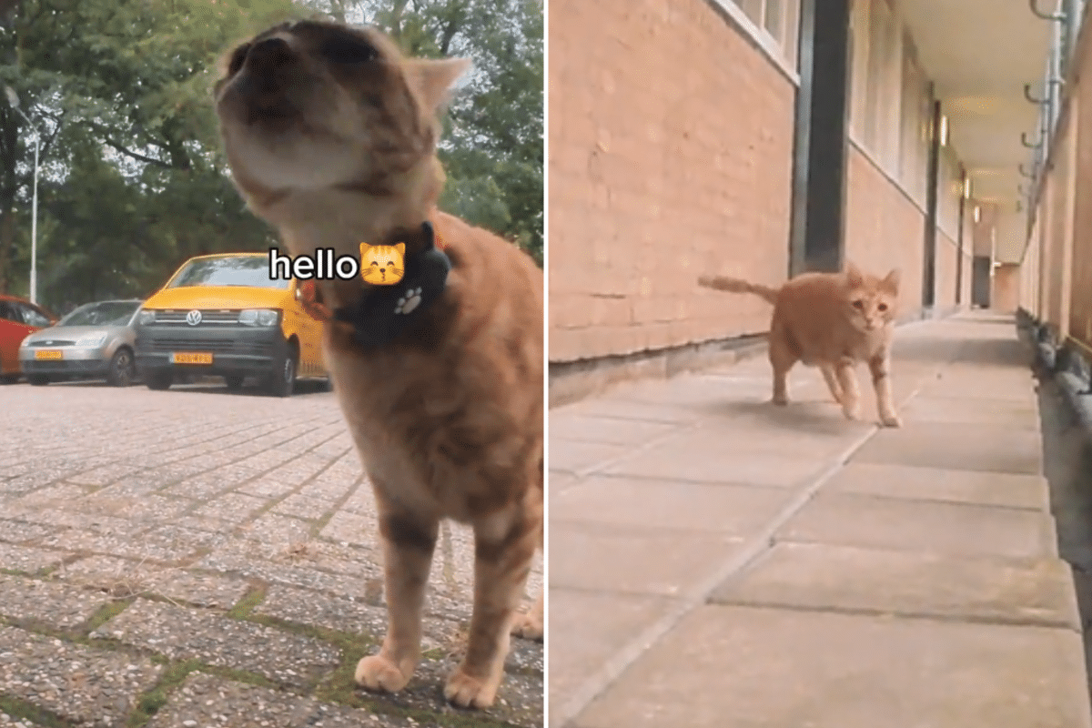 Owner Puts a Camera on His Cats During Rainstorm To See Their ‘Adventures’
