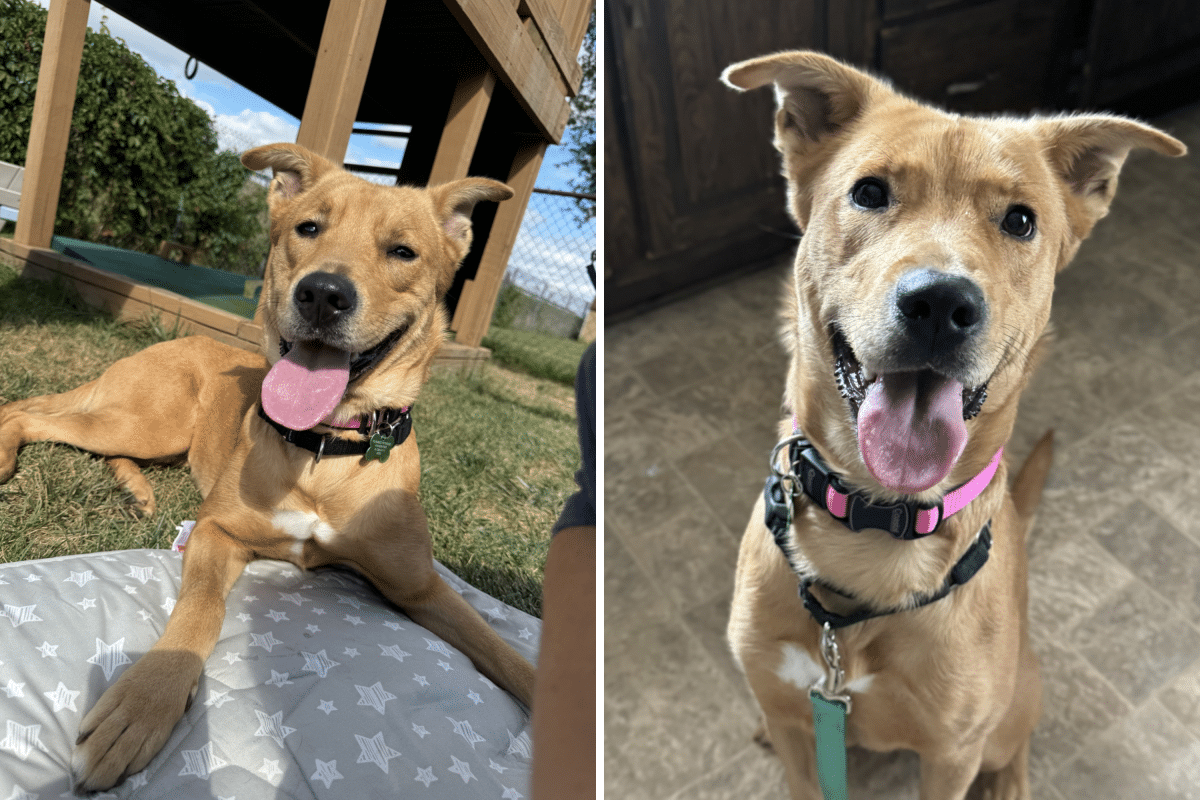 ‘Shut Down’ Shelter Dog Has Best Time With Kid Hours After Finding a Home