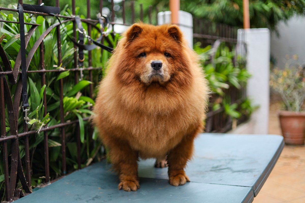 Chow chow dog in a garden setting.