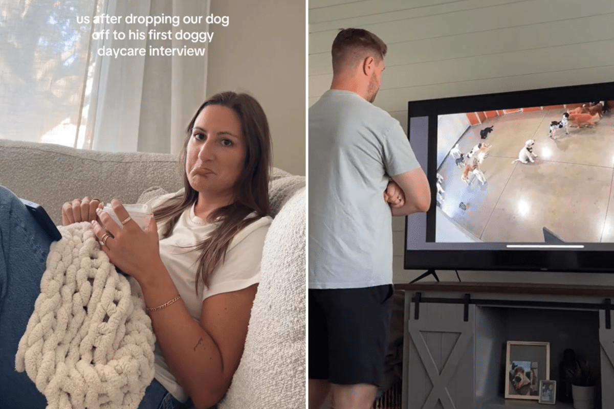 Laughter at What ‘Nervous’ Owners Did Throughout Dog’s First Day at Daycare