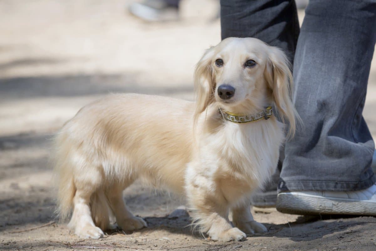 Dachshund’s Way of Taking On Fly Has Internet in Stitches: ‘Sky Raisin’