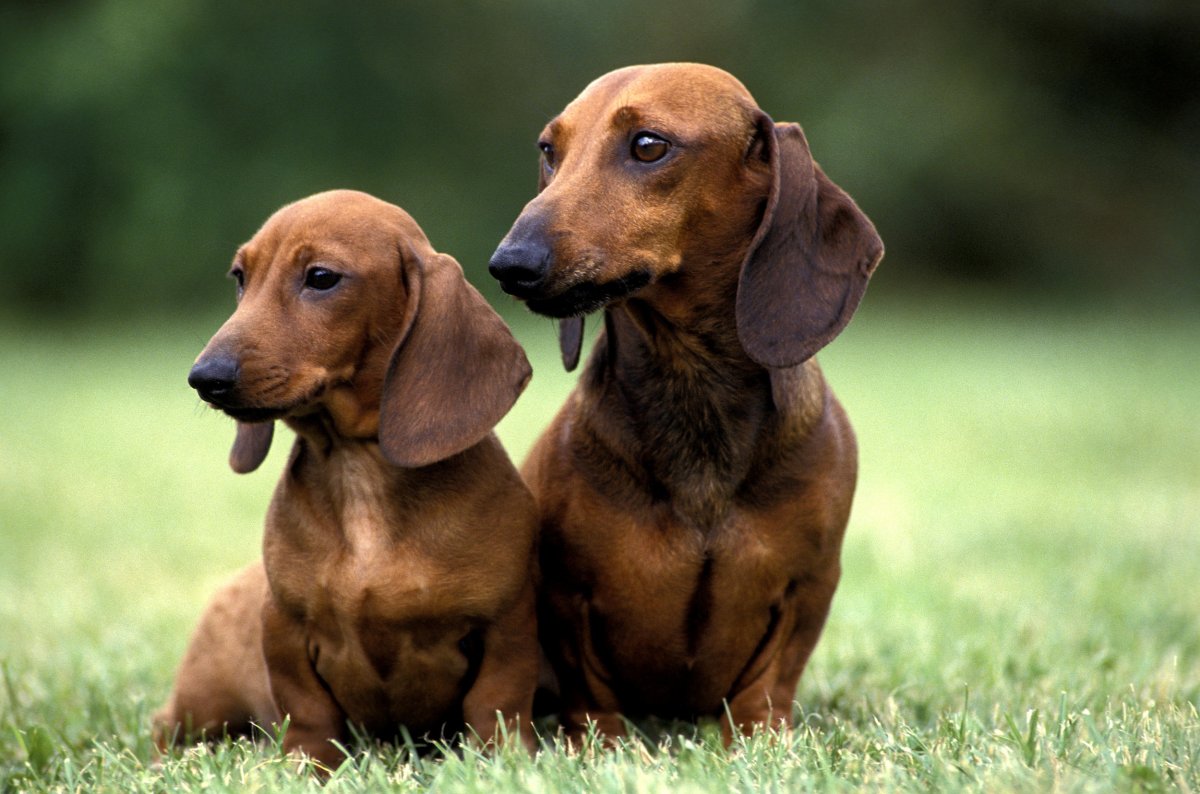 Dachshunds Stand Together Outdoors