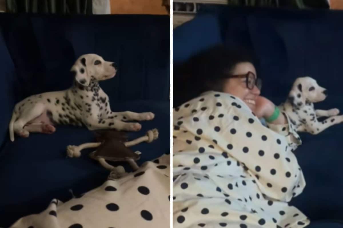 Polka-Dot Puppy Watches ‘101 Dalmatians’ With Owner in Matching PJs
