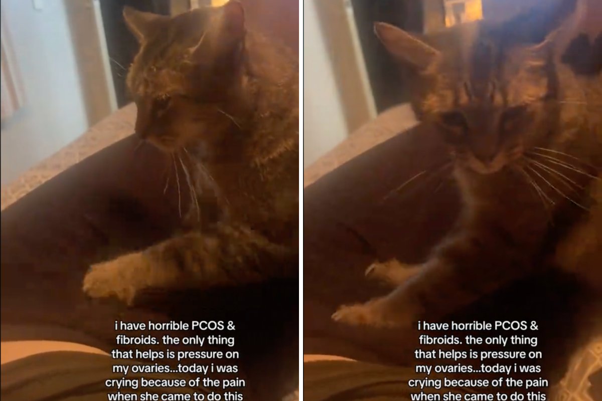 Delilah kneading her owner.