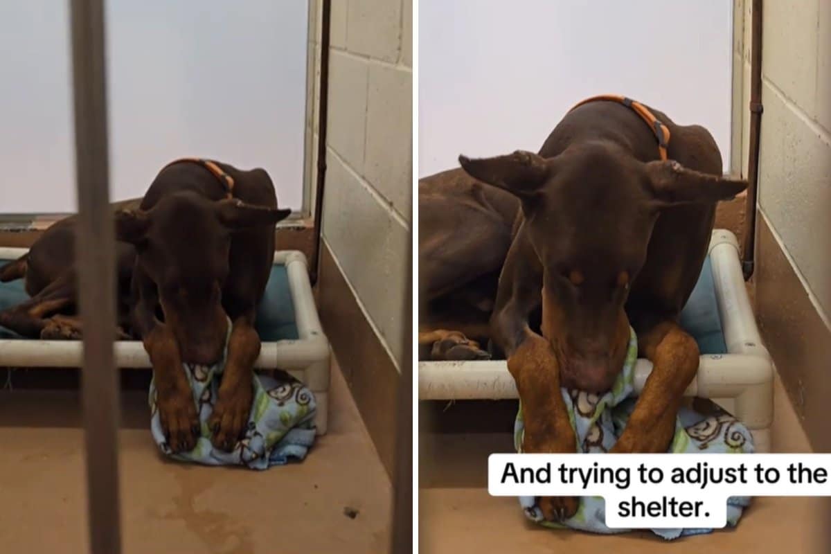 Face of Dog Who Was Kept ‘Outside Chained,’ Now Adjusting to Shelter Life