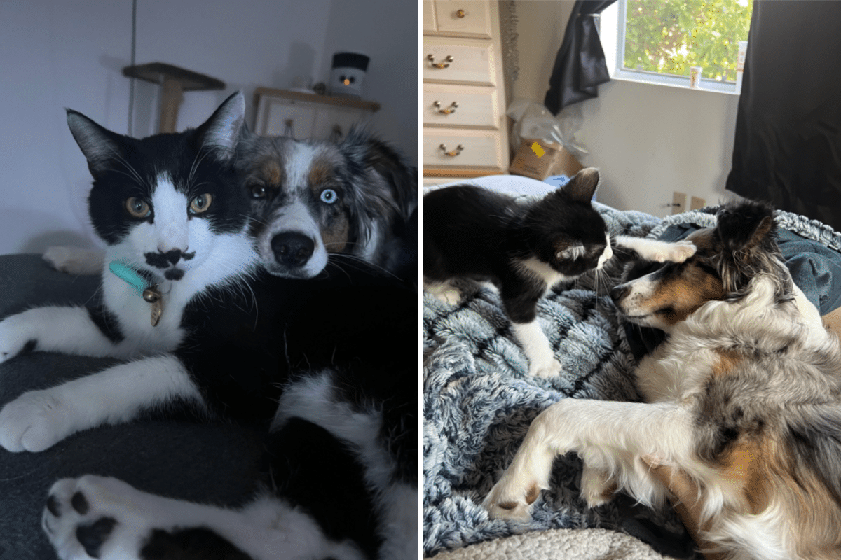 Service Dog Recovering From Attack Becomes ‘Instant Soulmates’ With New Cat