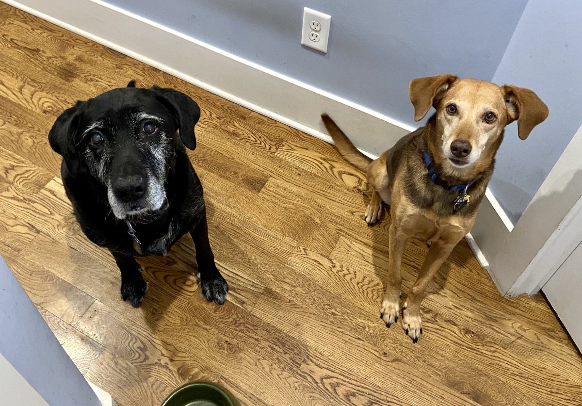 Owner Films One Dog, Then Sibling Accidentally Steals the Show