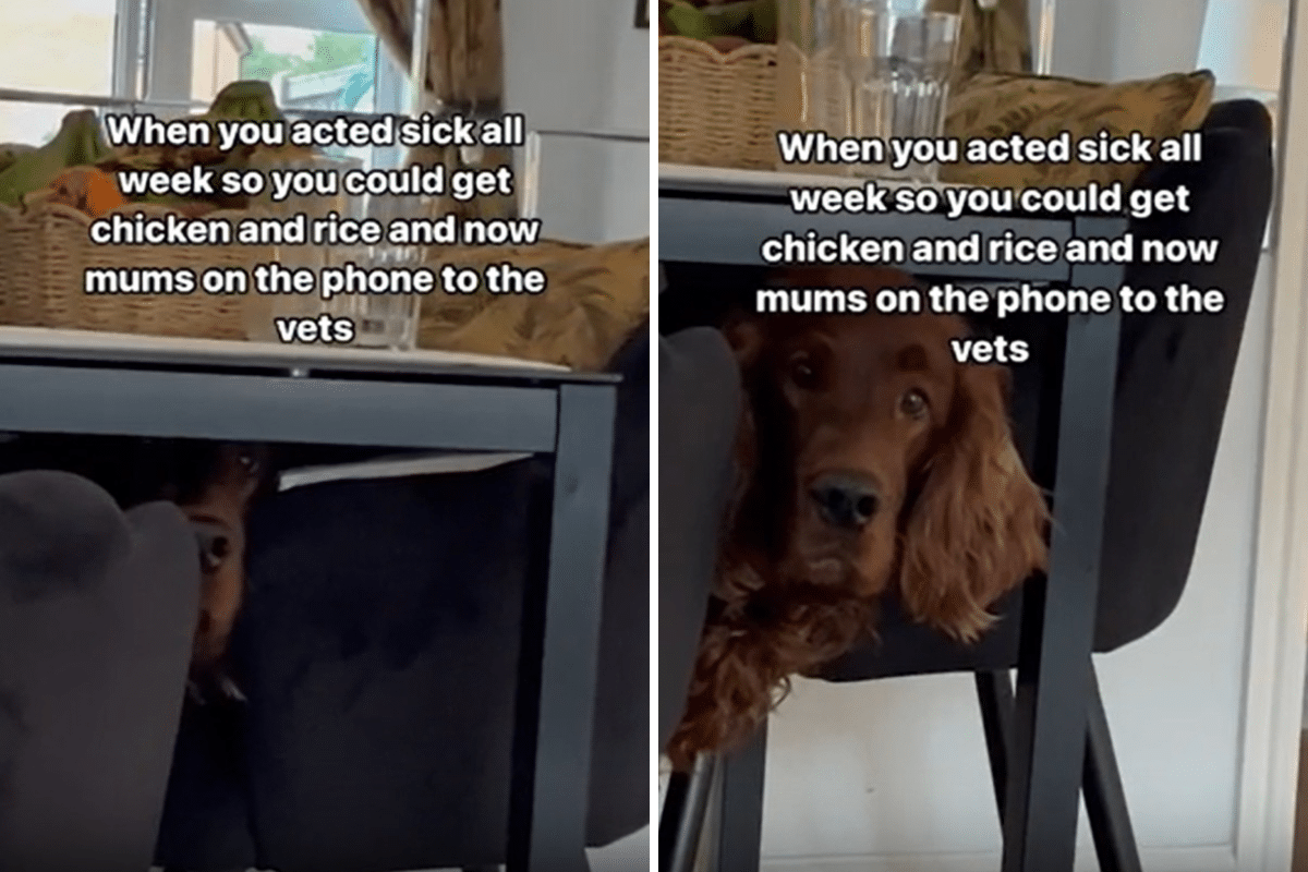 ‘Master Manipulator’ Dog Acts Sick All Week, Until Owner Calls the Vet
