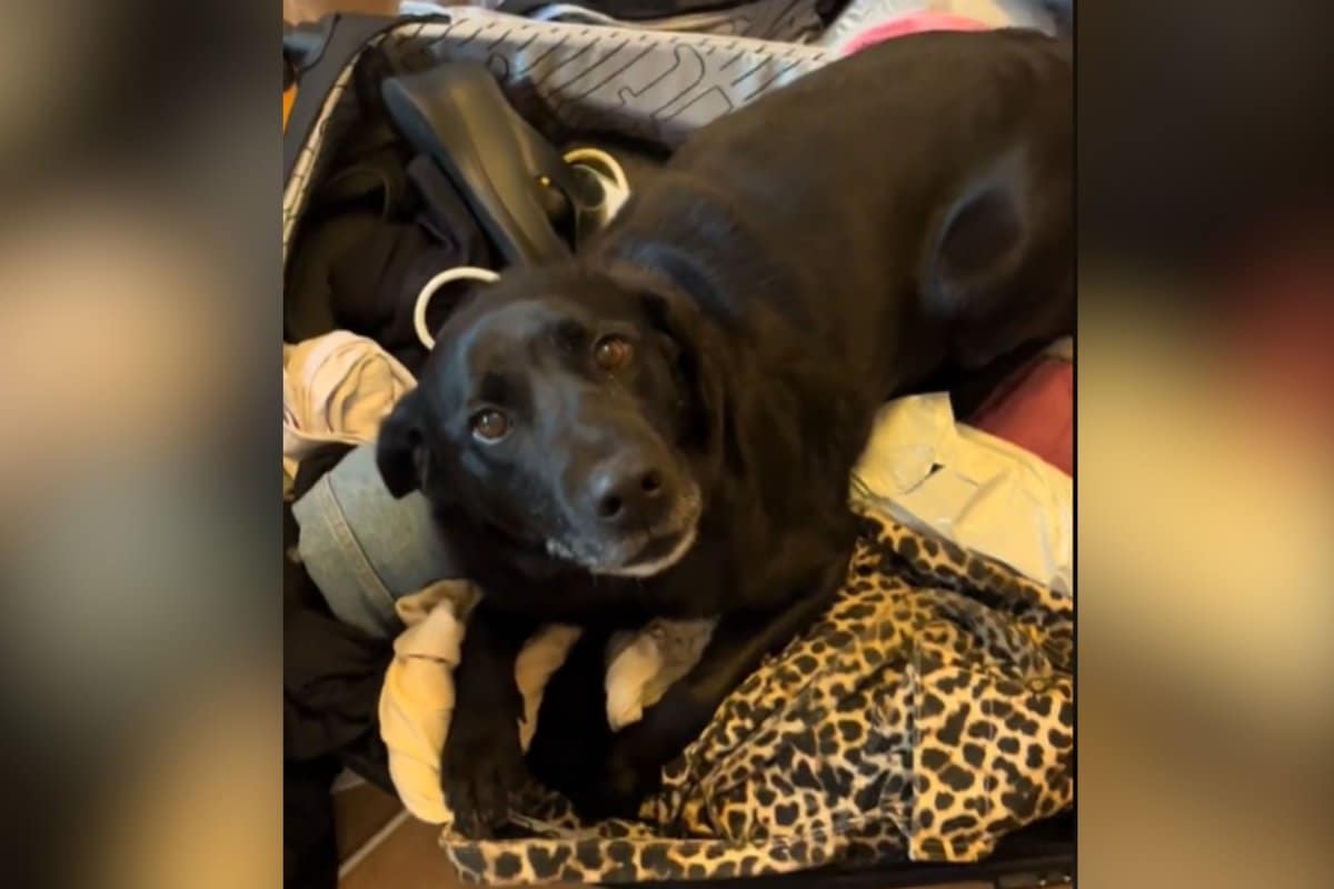 What Dog Does as Owner Moves Country Breaks Hearts: ‘Cancelling My Flight’