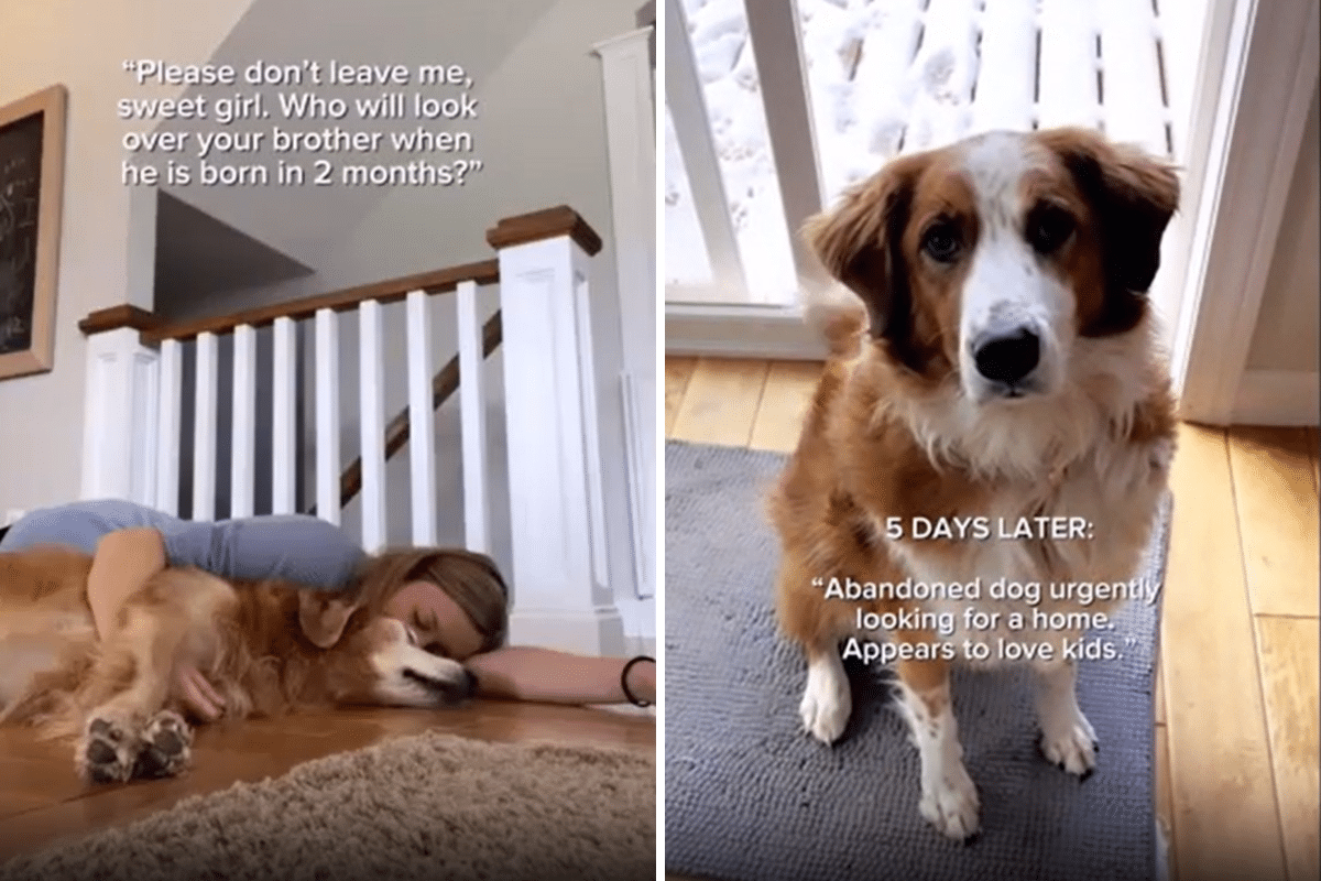 Woman Adopts Abandoned Rescue Dog, Convinced ‘Fate Stepped In’