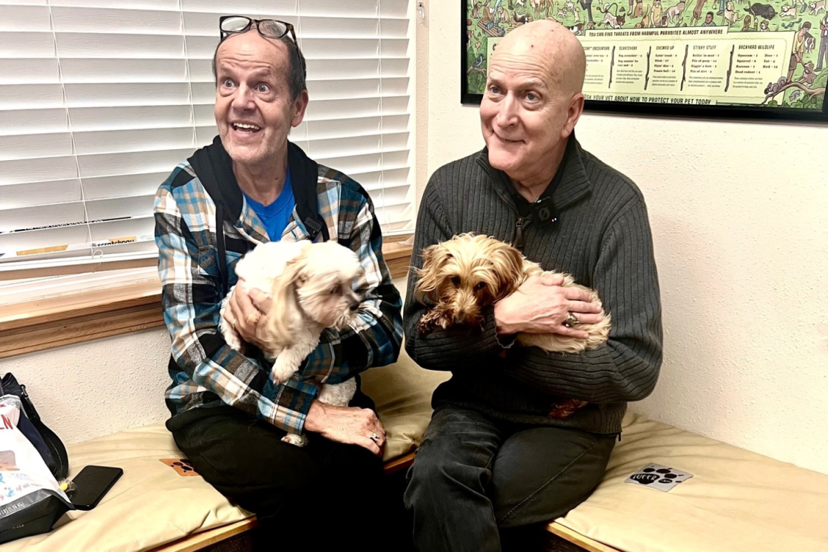 Dogs reunited with owners