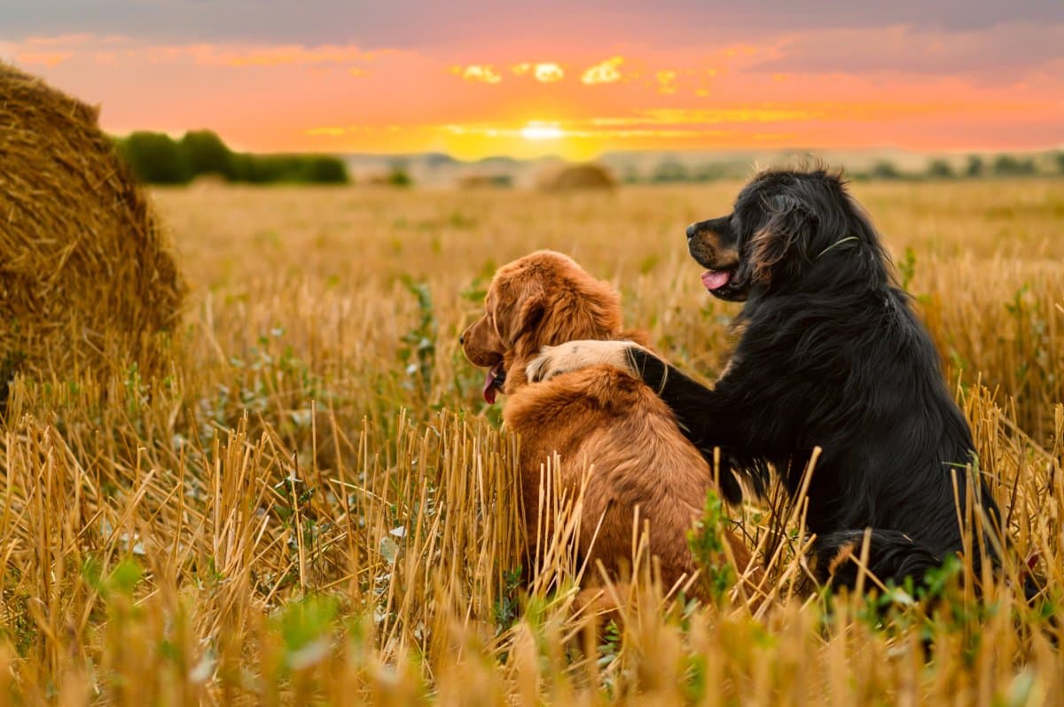‘Wholesome’ Moment Stray Dogs Meet Up to Watch Sunset Delights Internet
