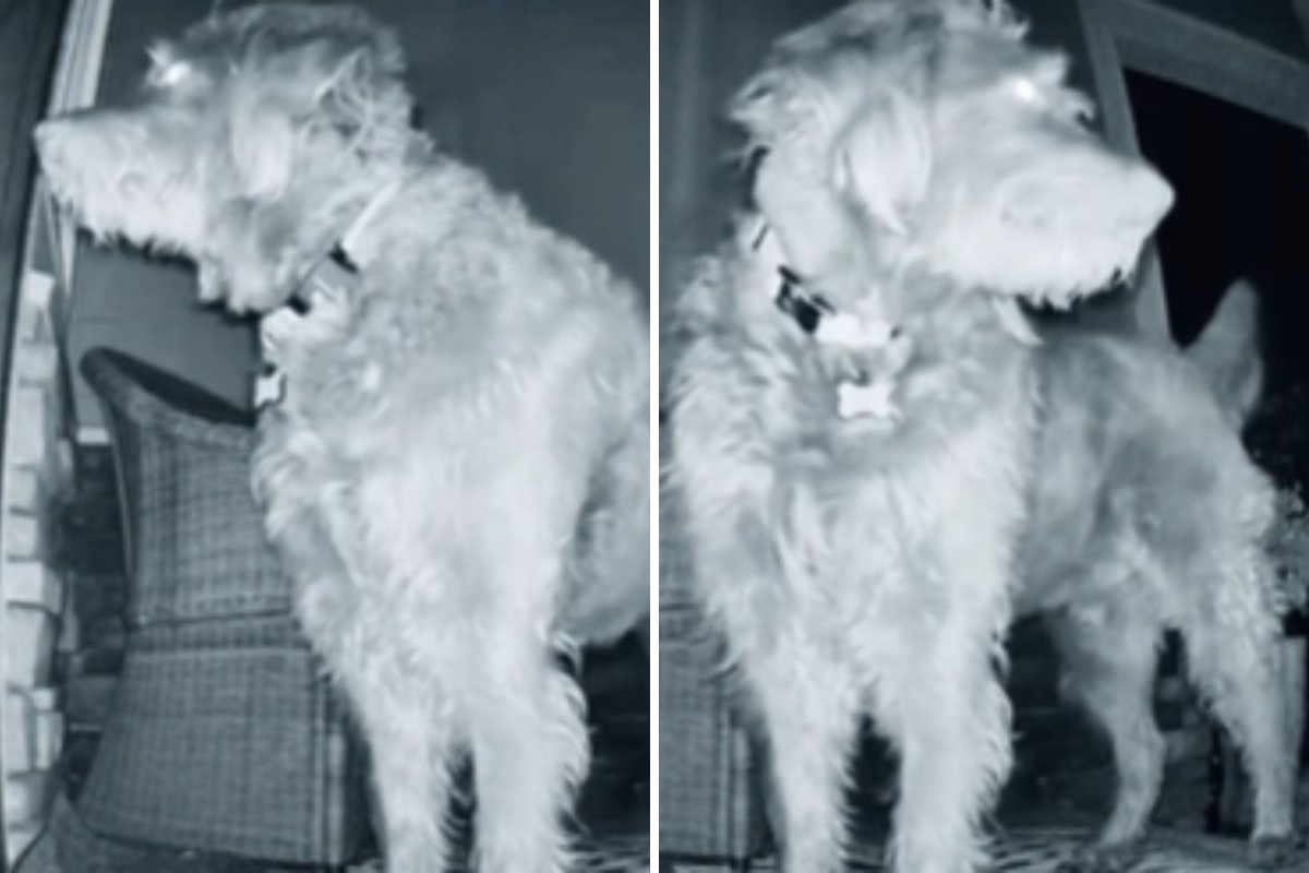 Security Cam Catches Dog Returning at 5:30 a.m. With an Unexpected Visitor