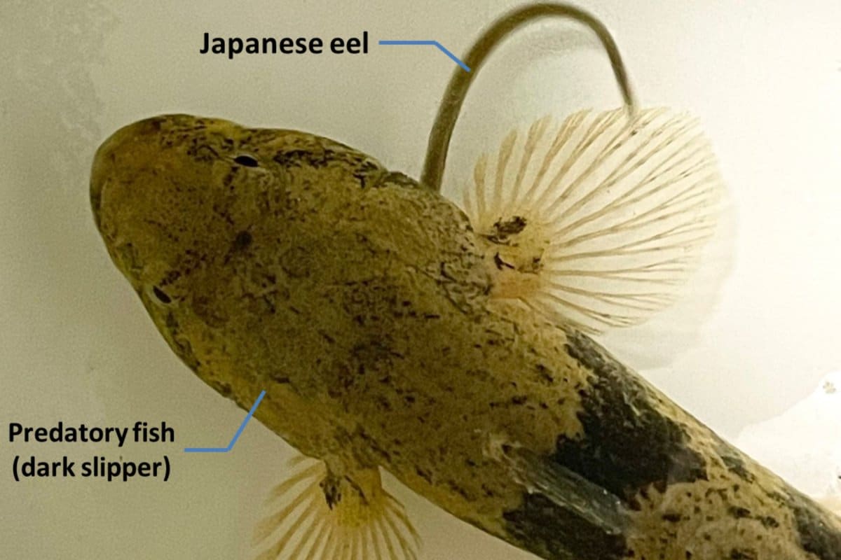 Watch Eaten Eels Moonwalk out of Their Predators in ‘Desperate Escape’