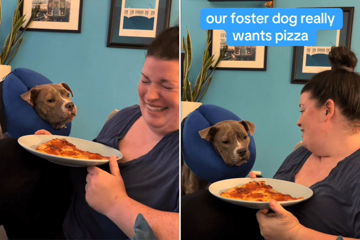 ‘Vocal’ Foster Dog Begs for Pizza Despite Still Recovering From Surgery