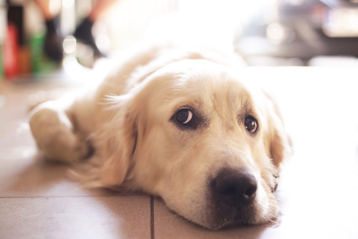 Golden Retriever Sings ‘Sorrows Away’ Through Pet Cam After Left Home Alone