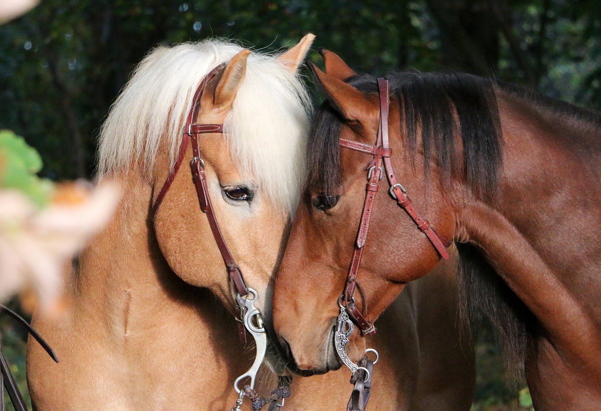Sibling Horses’ Emotional Reunion Years Later Melts Hearts