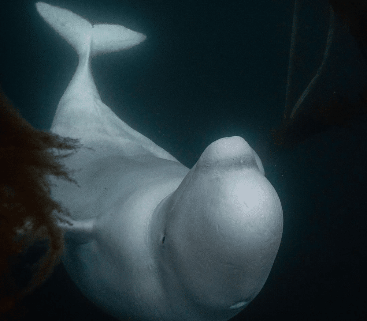 ‘Russian Spy’ Whale Was Shot Dead, Animal Rights Group Claims