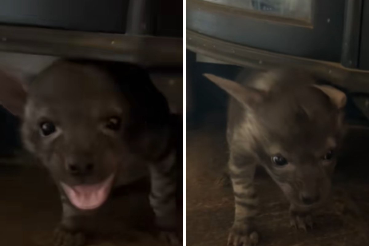 Hyena