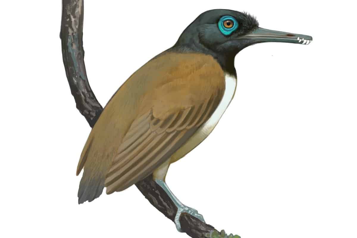 A Weird Prehistoric Bird Had ‘Overpowered’ Teeth: Now We May Know Why