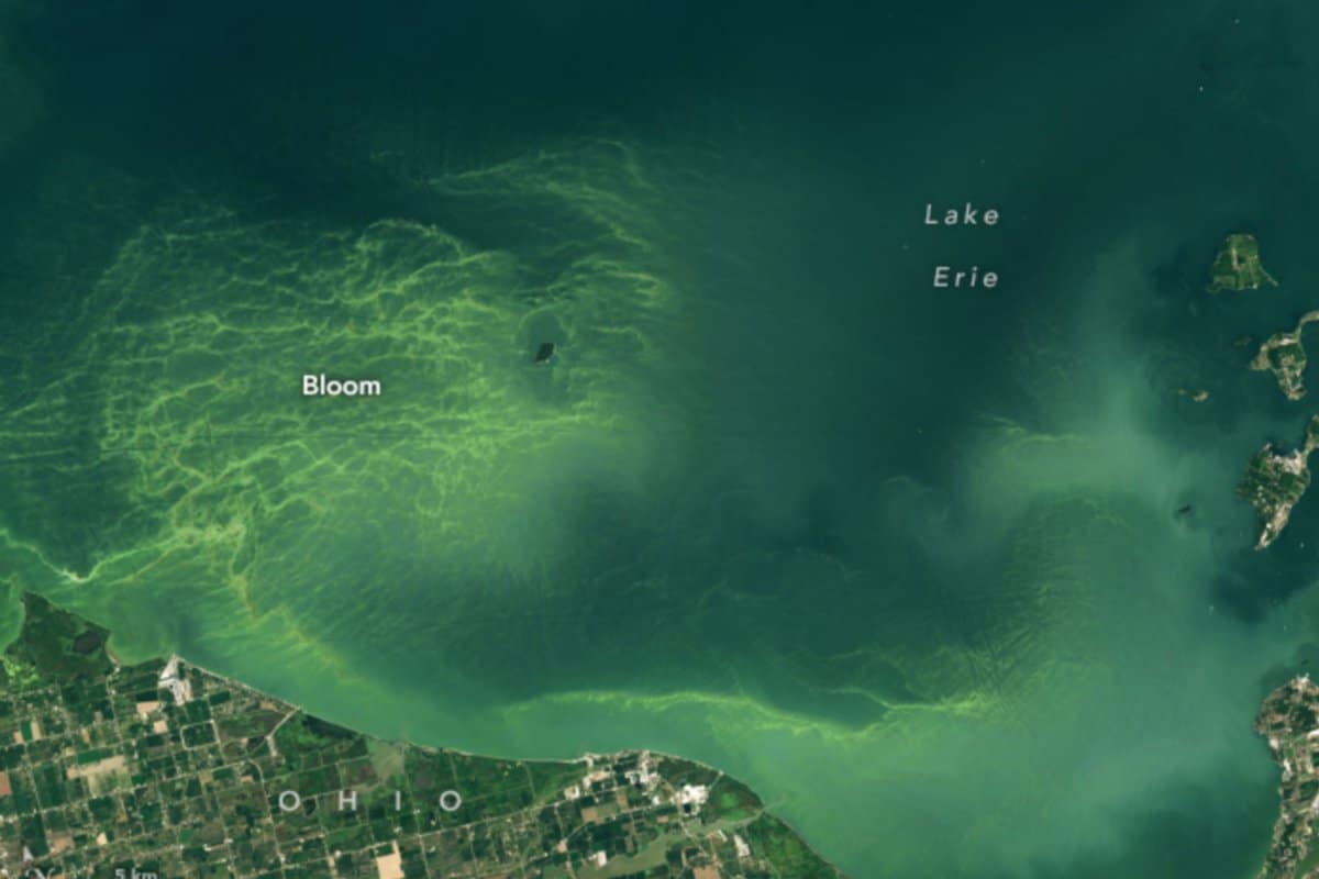Lake Turns Green as Toxic Scum-Making Algae Bloom: ‘Stay out of the Water’