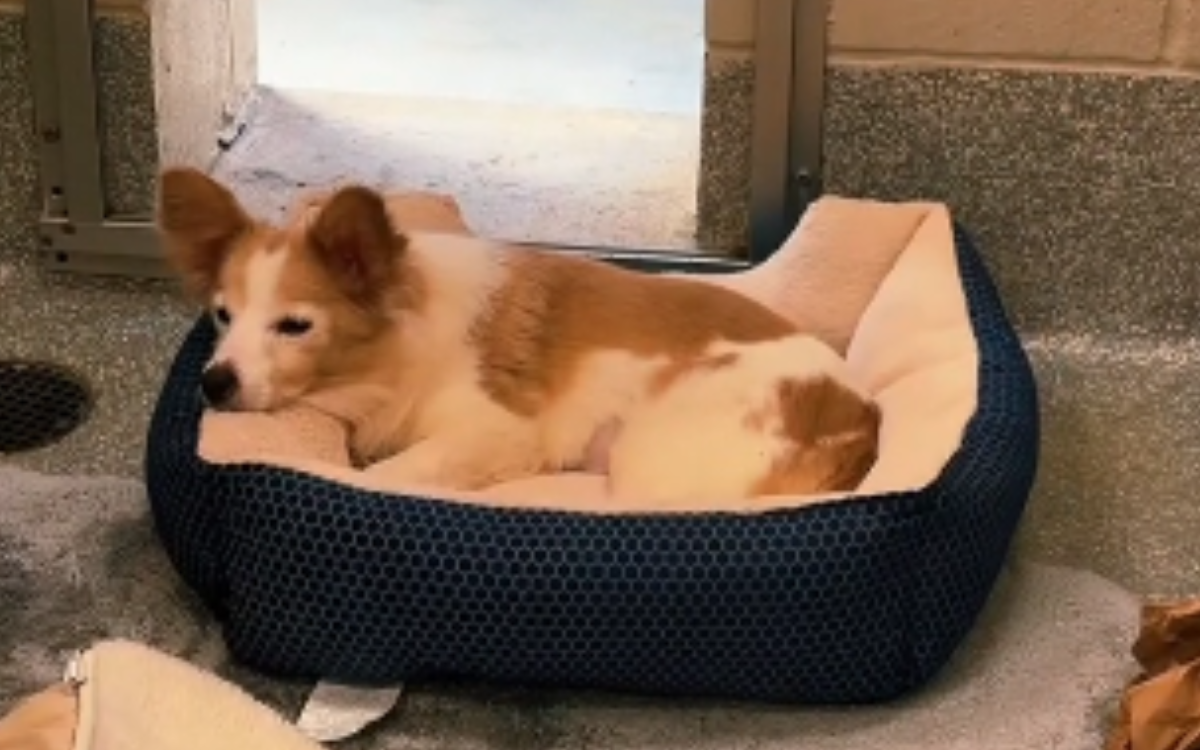 Lassie the 10-year-old shelter dog.